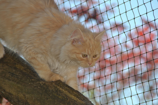 Annabelle im geschuetzten Freigang